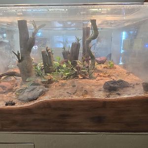 Gift shop - arrow frogs