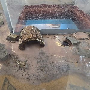 Gift shop - mudskippers