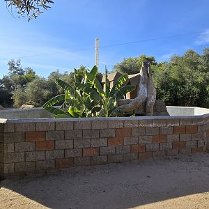 Adventureland - UC Green Iguana