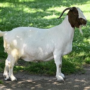Farm - Domestic Goat (Capra hircus hircus)
