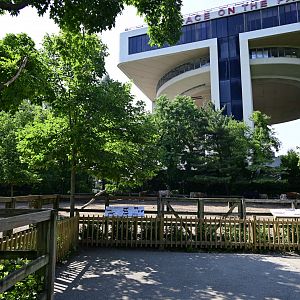 Farm - Domestic Cattle (Bos taurus) Exhibit