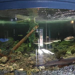 River monsters - sharks