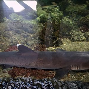 River Monsters - sharks