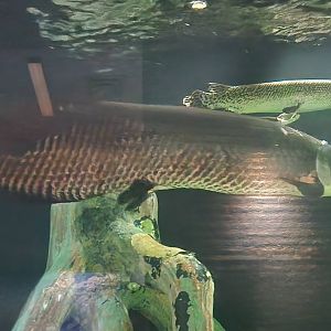 River monsters - Amazon tank