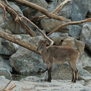 Himalayan Tahr (Hemitragus jemlahicus)