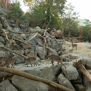 Himalayan Tahr Exhibit
