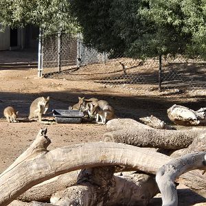 Original Zoo - -Agile wallaby