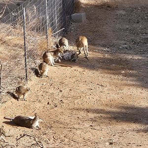 Original Zoo - -Agile wallaby
