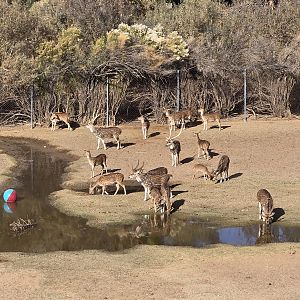 Original Zoo - -Axis Deer