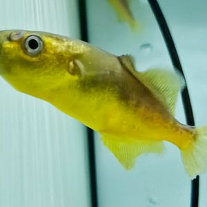 Borneo Golden Puffer (Chonerhinos naritus)