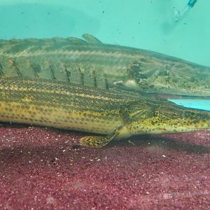 Polypterus sp. 'Koloton'