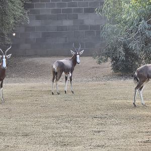 Safari Park - Blesbok