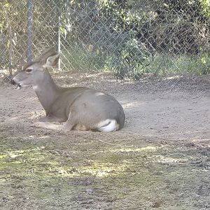 Adventureland - Mule Deer