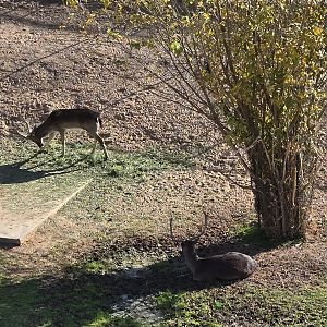 Adventureland - Fallow Deer