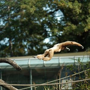 Lar Gibbon (Hylobates lar)