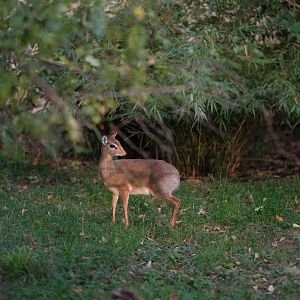 Kirk's dik-dik (Madoqua kirkii)