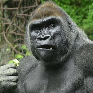 Congo Gorilla Forest - Western Lowland Gorilla (Gorilla gorilla gorilla)