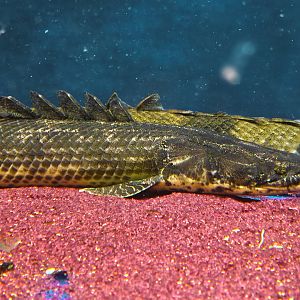Polypterus sp. 'Koloton'