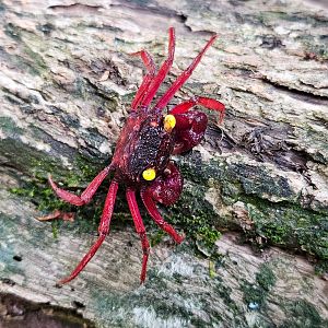 Geosesarma sp. 'Burgundy'