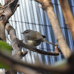 Japanese bush warbler
