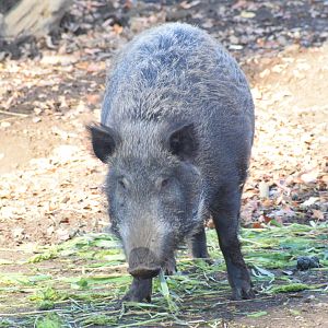 Japanese wild boar