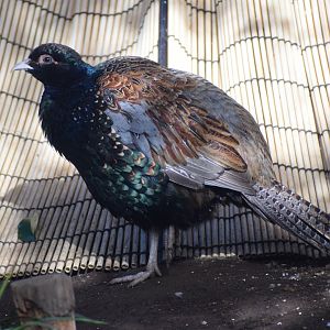 Northern green pheasant