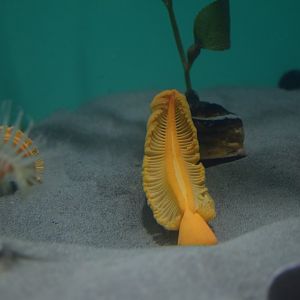 Orange sea pen