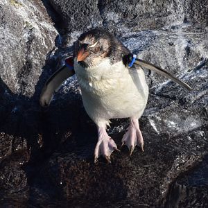 Southern rockhopper penguin