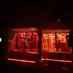 Pygmy Slow Loris Exhibits