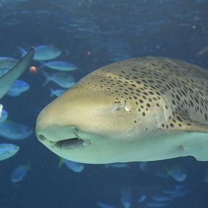 Zebra shark