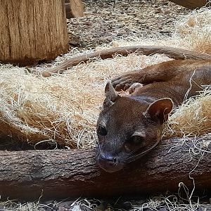 Fossa