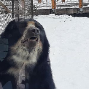 Andean Bear  - Pacha