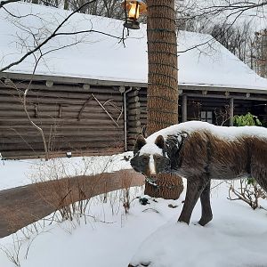 Winter at Wolf Lodge