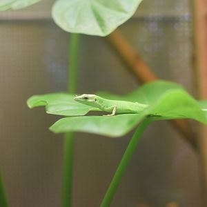 Sakishima grass lizard