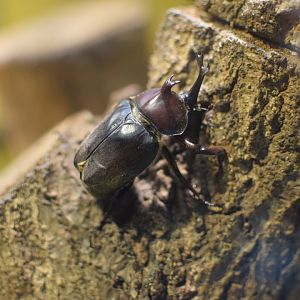 Japanese rhinoceros beetle