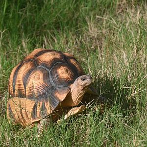 Ploughshare tortoise (Astrochelys yniphora)