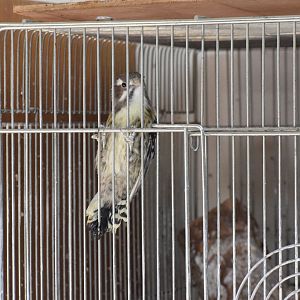 Japanese pygmy woodpecker - Toyohashi Zoo