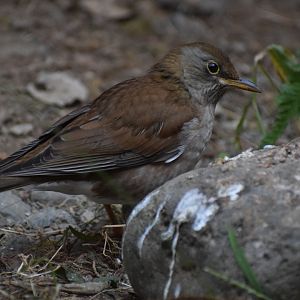 Pale trush - Toyohashi Zoo