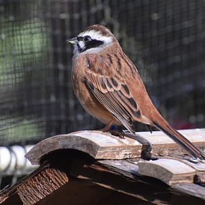 Siberian meadow hunting - Toyohashi Zoo