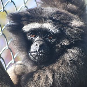 Bornean white-bearded gibbon - Toyohashi Zoo