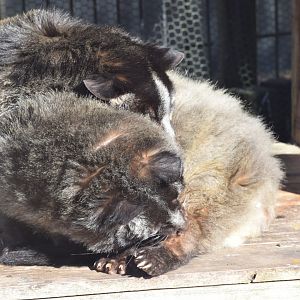 Masked palm civer - Toyohashi Zoo