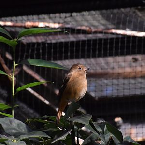 Daurian redstart - Toyohashi Zoo