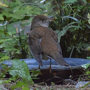 Pale trush - Toyohashi Zoo