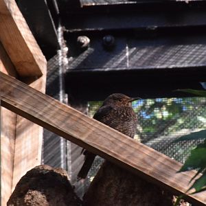 Blue rock trush - Toyohashi  Zoo