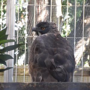 Mountain hawk eagle - Toyohashi Zoo