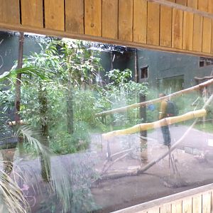 Lemur walkthrough indoors 29.6.24