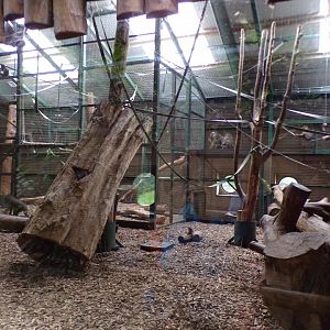 Mandrill indoors 29.6.24