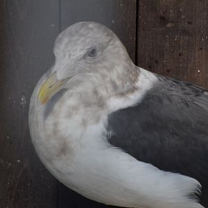 Slaty-backed gull - Toyohashi Zoo