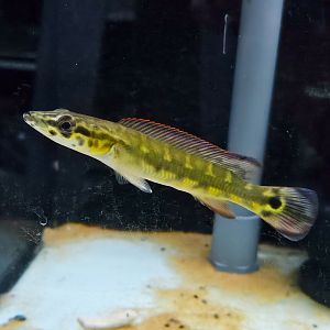"Cobra" Pike Cichlid (Lugubria sp. Tapajós I)