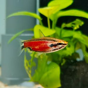 Super Red Pencilfish (Nannostomus sp. Río Cenepa 'Red')